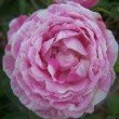  Rosa 'Vick's Caprice' est un rosier hybride remontant.