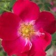  Rosa moyesii 'Eddie Crimson'  est un rosier ancien non remontant.