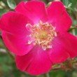  Rosa moyesii 'Eddie's Jewel' est un rosier non remontant.