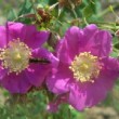  Rosa pisocarpa est un rosier ancien.