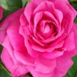 Photo de rose centifolia prise par les Pépinières HUCHET
