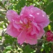  Rosa X centifolia 'de Mai'  est un rosier ancien.
