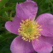  Rosa X mariae-graebnerae est un rosier cinnamomeae remontant.