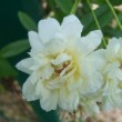 Fleurs de rose banksiae 'Alba Plena' en mai dans un jardin du sud de la France.