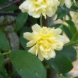 Fleur de Rosa banksiae 'Lutea' dans un jardin en Gironde.