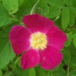  Rosa biacacensis est un rosier de la collection loubert.