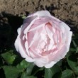  Rosa bourboniana de la collection loubert.
