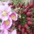  Rosa californica 'Cam.Deep Pink'  est un rosier cinnamomeae remontant.
