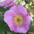  Rosa carolina  est rosier cinnamomeae non remontant.