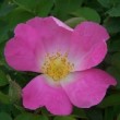  Rosa complicata  est un hybride gallique non remontant.
