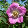  Rosa davidii 'Fenja'  est un cinnamomeae rnon remontant.