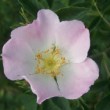  Rosa dumalis  est un rosier ancien.