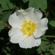 Rosa fedtschenkoana est un rosier cinnamomeae non remontant.