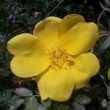  Rosa foetida est un rosier pimpinnellifolia non remontant.