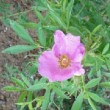 Fleur de Rosa foliolosa au début de l'été