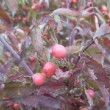 Rosa fraxinifolia lindl.  est un rosier cinnamoméae non remontant.
