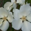  Rosa gigantea est un rosier chinensis non remontant.