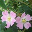  Rosa leucantha est un rosier ancien non remontant.