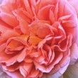 Superbe fleur du rosier 'Abraham Darby'