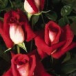 La rose 'Acapella' et ses fleurs bicolores