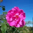 Parc floral de Bordeaux en octobre