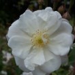 Rosa 'Adelaïde d'Orleans' est un hybride sempervirens non remontant.