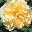 Photo de la rose 'Agnes' 