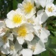 La rose 'Aimes Rambler' est un arbuste grimpant. La floraison est non remontante et les fleurs se parent de blanc. Le rosier 'Aimes Rambler' est une obtention de Scarman datant de 1999.
