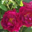  Rosa 'Alain Blanchard' est un rosier gallique non remontant.