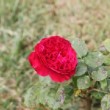 Rose 'Alain Souchon' prise en photo dans un parc parisien