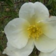 La rose 'Albert Edwards' est une variété dont la floraison est unique. Ce rosier est un hybride de Rosa spinosissima. 