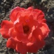 La floraison est remontante. Les fleurs doubles, de 12cm de diamètre, de forme allongée, au doux parfum se parent d'un rouge vermillon lumineux.