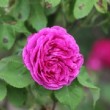 Rose de la roserai de l'Hay les Rose