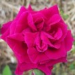 Fleur du rosier 'Alfred Colomb' dans un jardin
