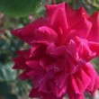 La rose 'Alice Hamilton' est une rose ancienne, Ce rosier est un rosier de Chine au port arbustif. 