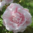  Rosa 'Alida Lovett'  est un hybride de wichuraiana non remontant.