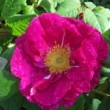   La rose 'Alienor d'Aquitaine' est une rose gallique d'obtention récente. 