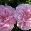 La rose 'Alister Clark' est un rosier floribunda au port arbustif. 