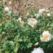 Photo de la rose 'Alister Stella Gray'