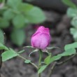 Jeune fleur de rosier