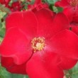  Rosa 'Altissimo' est un grimpant grandes fleurs très remontant.