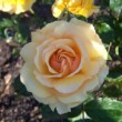 Photo de rose 'Amber Queen' 