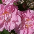 Rosa 'Amelia' est un rosier ancien, Rosa alba.La floraison est unique