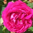  Rosa 'American Beauty' est un hybride très remontant.