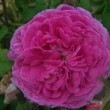 Rosa 'Anaïs Segalas' est un rosier ancien, rosier gallique.La floraison n'est pas remontante.