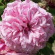  Rosa 'Anais'  est un rosier gallique non remontant.