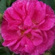 La rose 'Anatole' est une rose ancienne, un rosier gallique. C'est un rosier noisette pouvant pousser jusqu'à 2m de haut. 