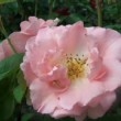 Rosa 'Andenken an Alma de l'Aigle' est un rosier hybride de moschata.La floraison est remontante.