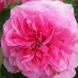 Rosa 'André Leroy d'Angers' est un hybride remontant.