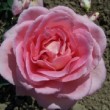 Rosa 'Anna Pavlova' est un rosier arbustif à grandes fleurs.La floraison est remontante. 